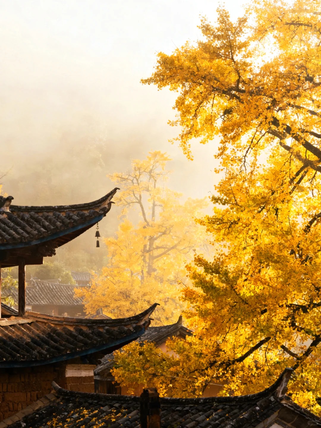 云南腾冲银杏村｜坠入金色童话世界✨_4_晚和风_云南-来自52tours 我爱旅游网